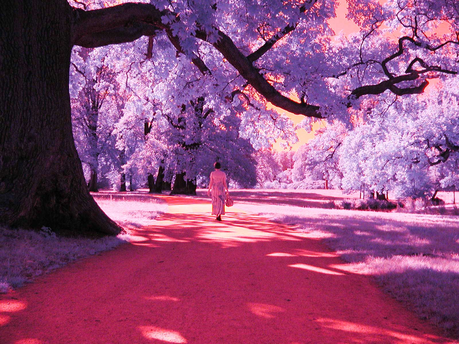 Im Muskauer Park